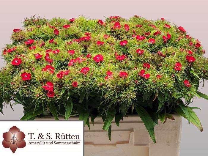 <h4>DIANTHUS BARBATHUS DI BARB OV</h4>