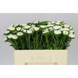 Callistephus Mats White