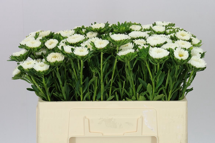 <h4>Callistephus Mats White</h4>