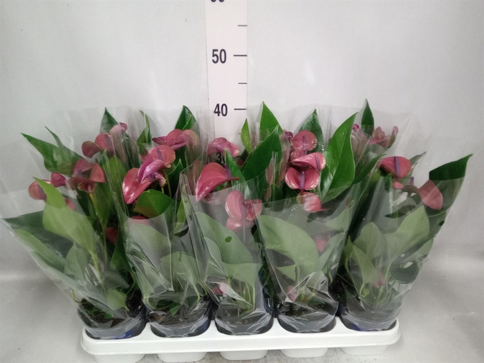 Anthurium andr. 'Pure Purple'