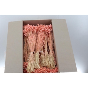 Phalaris Rose  100 gr