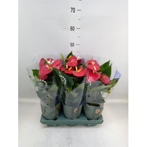 Anthurium andr. 'Karma Red'