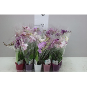 Phal Mini Mix 1 Tak Keramiek