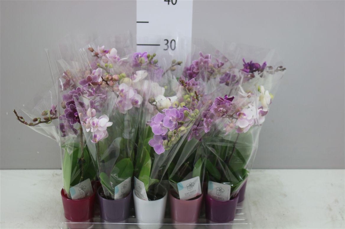 <h4>Phal Mini Mix 1 Tak Keramiek</h4>