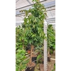 Ficus Amstel King