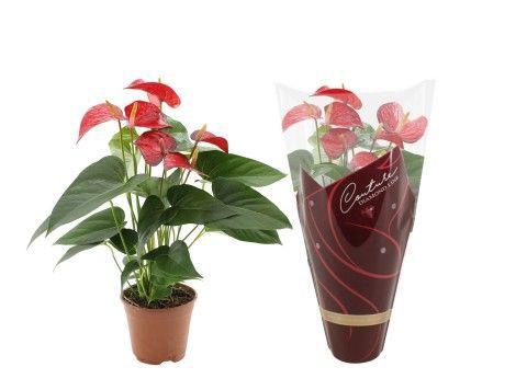 <h4>Anthurium Red Bull in Couture Diamond Line Purple sleeve</h4>
