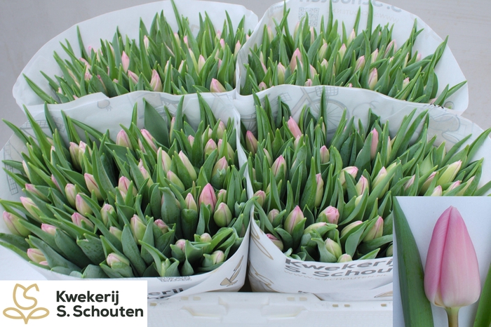 <h4>TU EN AAFKE</h4>