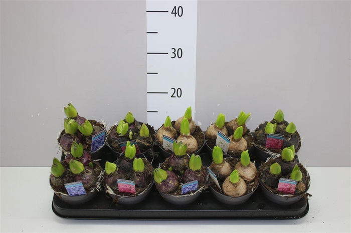 <h4>Hyacinthus Gemengd 3pp</h4>
