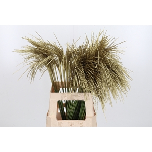 Miscanthus Kl Bh Goud