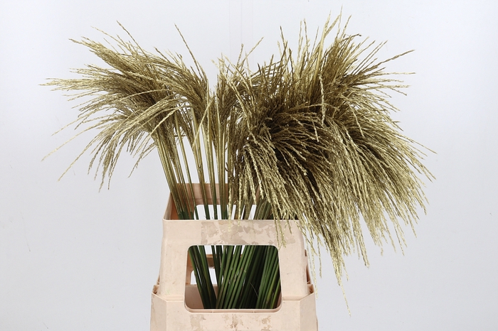 <h4>Miscanthus Kl Bh Goud</h4>