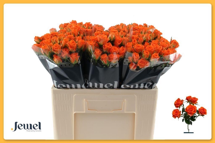 <h4>Rosa spray picanto</h4>