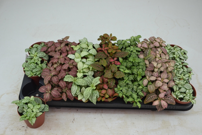 <h4>FITT GEM 7 KL</h4>