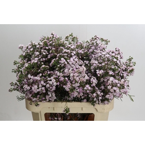 Chamelaucium Dancing Queen