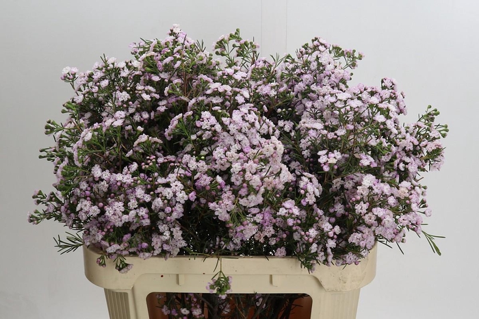 Chamelaucium Dancing Queen