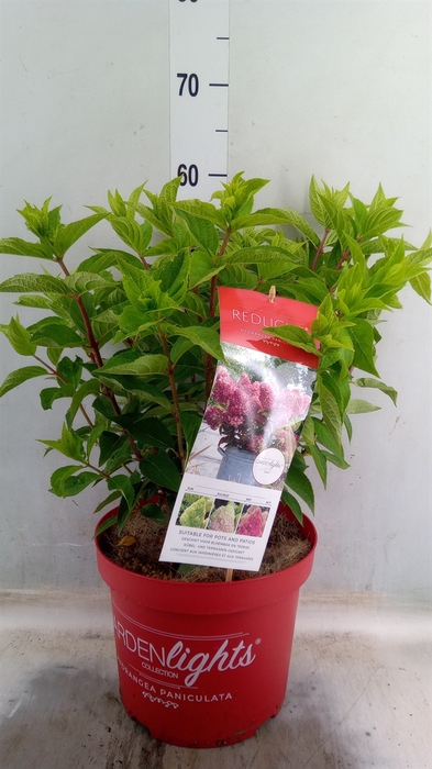 <h4>Hydrangea pan.</h4>