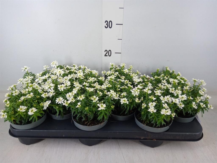 <h4>Iberis semp.</h4>