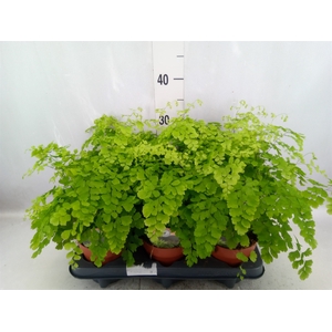 Adiantum raddi. 'Fragrans'