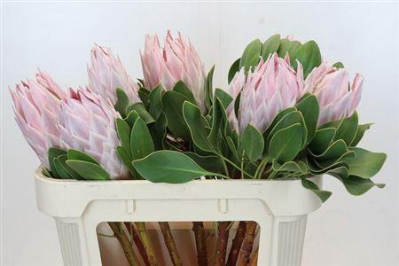 <h4>Protea Cynaroides</h4>