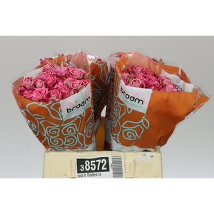 Rosa Tr Flinders Lane