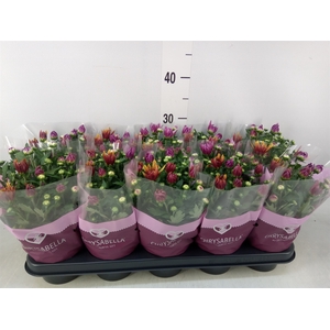 Chrysanthemum  'Artistic Jeff' .mix