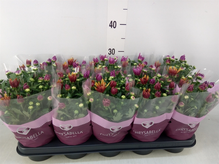 <h4>Chrysanthemum  'Artistic Jeff' .mix</h4>