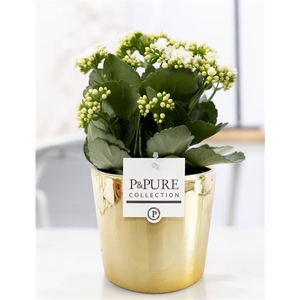 Kalanchoe white in P&PURE Laryssa ceramics shiny gold