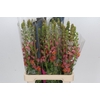 Antirrhinum Potomac Dark Orange