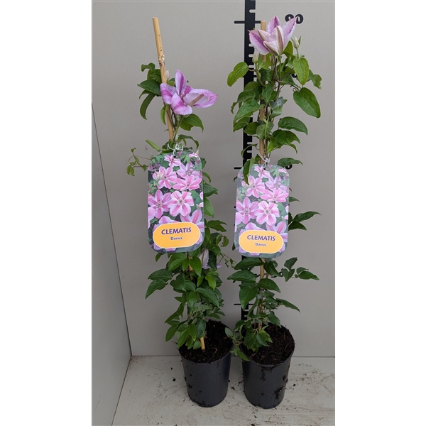 <h4>Clematis 'Darius'</h4>