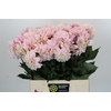 Dahlia Sweet Nathalie