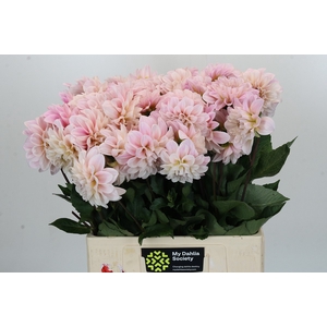 Dahlia Sweet Nathalie