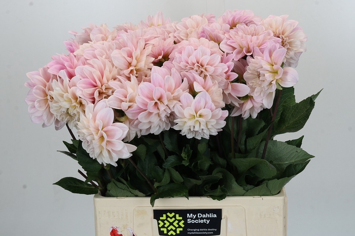 <h4>Dahlia Sweet Nathalie</h4>