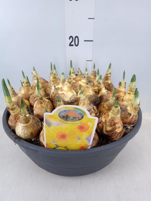 <h4>Narcissus   ...</h4>