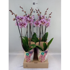 Phalaenopsis  'Ant Andorra'