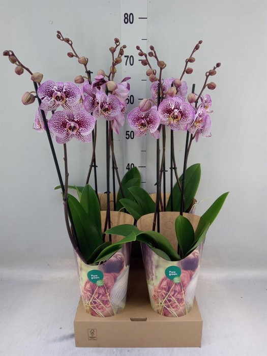 <h4>Phalaenopsis  'Ant Andorra'</h4>