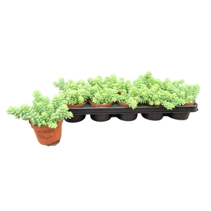 SEDUM BURRITO