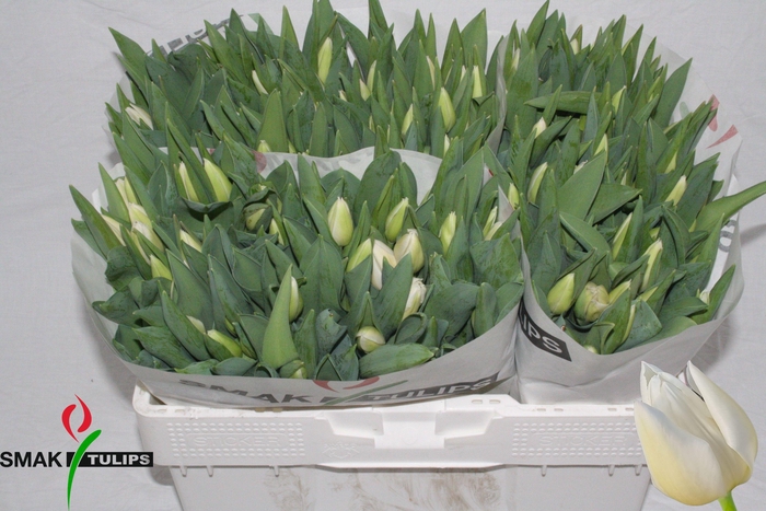 <h4>TU EN WHITE MARVEL</h4>