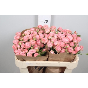 R Tr Madam Bombastic