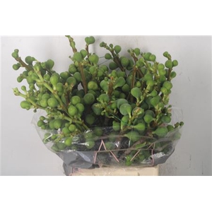 Figue Per Bunch