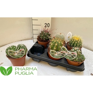 CACTUS GEM