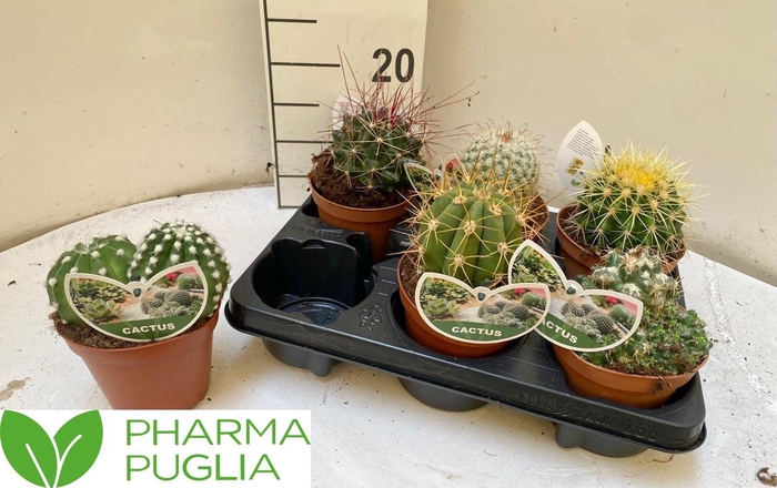 <h4>CACTUS GEM</h4>
