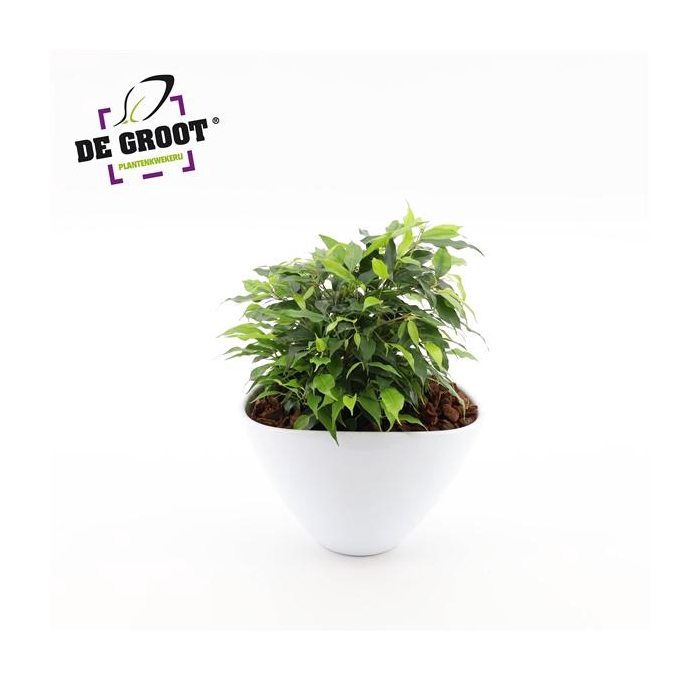 <h4>Arrangement Ficus green kinky in enveloppot</h4>