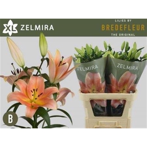 Li Ot Zelmira 5+