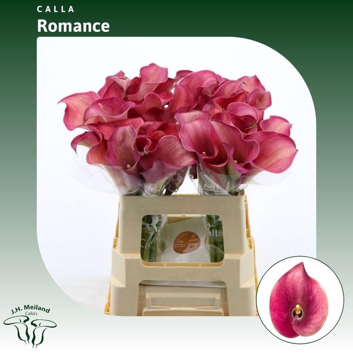 <h4>ZANT CAPT ROMANCE</h4>