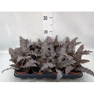 Cryptanthus zonatus