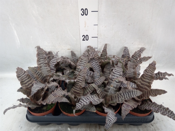 <h4>Cryptanthus zonatus</h4>