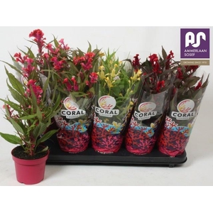 CEL CR HOT TOPIC GEM