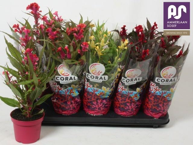 <h4>CEL CR HOT TOPIC GEM</h4>