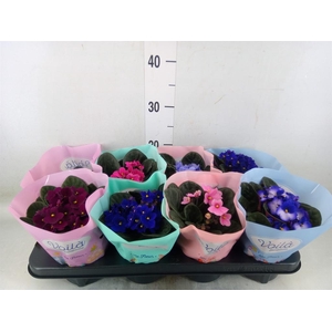 Saintpaulia   ...mix