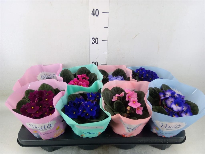 <h4>Saintpaulia ...mix</h4>