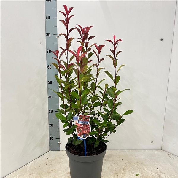 <h4>Photinia fraseri 'Carré Rouge'</h4>